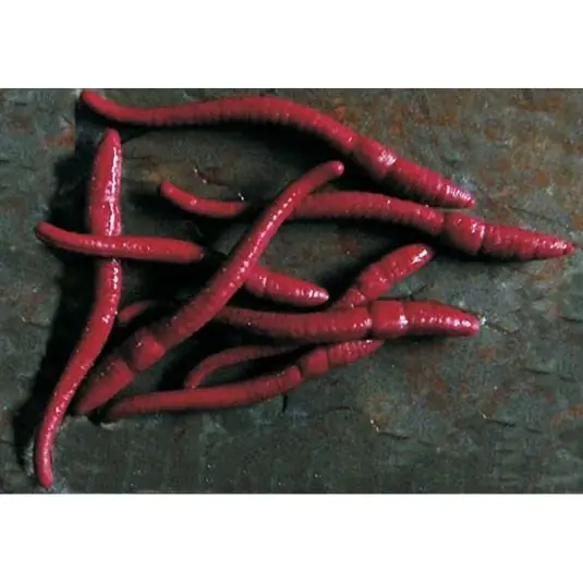 Cumpărături sigure Viermi artificiali Enterprise Tackle Redworm Pop-Up